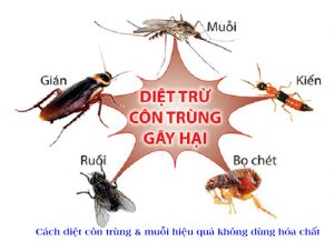 cách diệt côn trùng