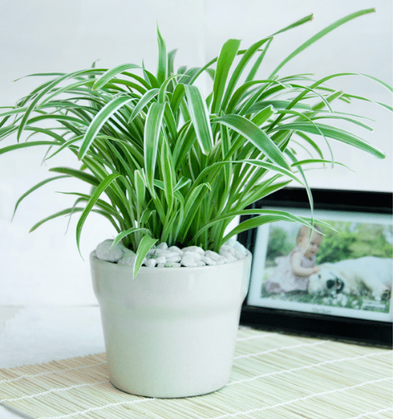 Cây dây nhện để bàn làm việc cho người mệnh kim