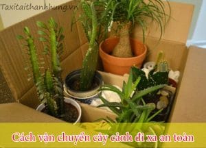 Cách vận chuyển cây cảnh đi xa