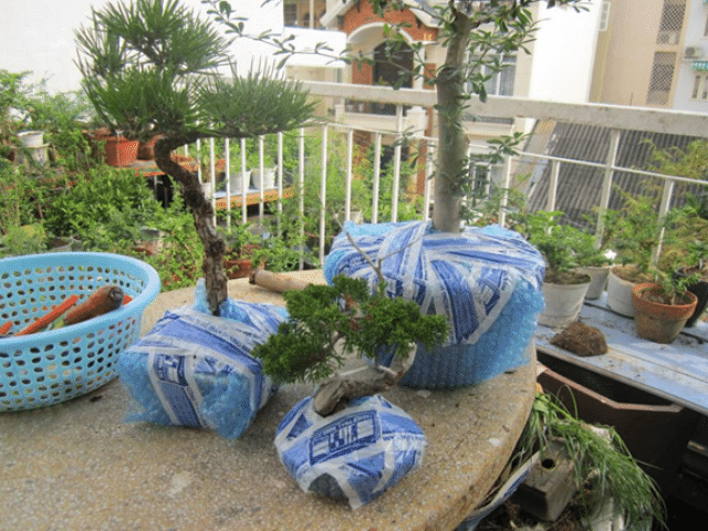 Chuyến cây cảnh đi xa an toàn