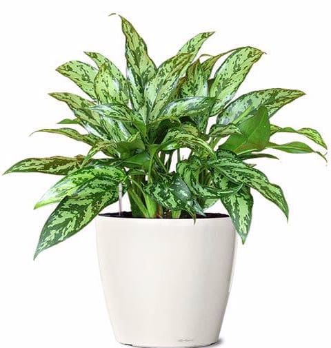 Cây ngân hậu cho người mệnh thủy