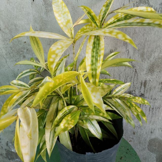 Cây trúc nhật vàng để bàn làm việc