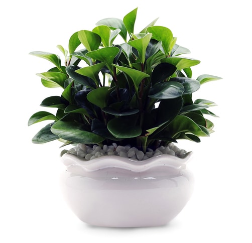 cây trường sinh cho người mệnh mộc