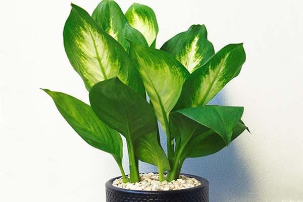 Cây vạn niên thanh cho người mệnh thủy