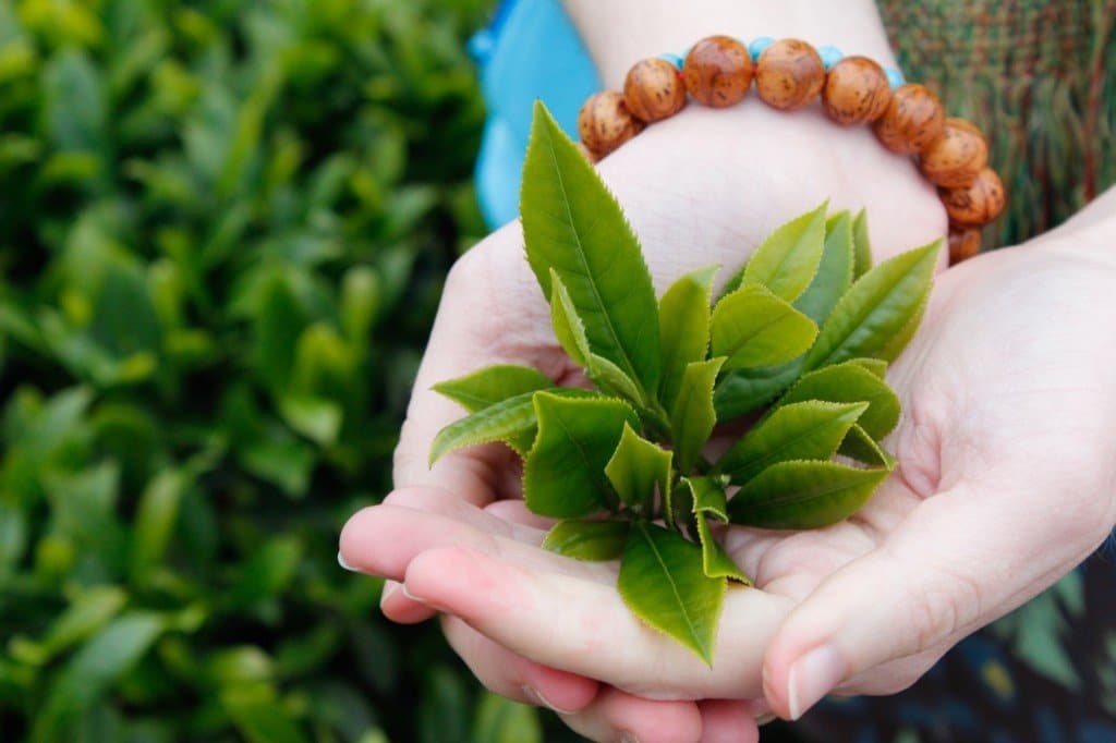 Khử mùi sơn nhà bằng lá trà xan